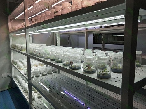 隆子植物组织培养实验室设计建设方案